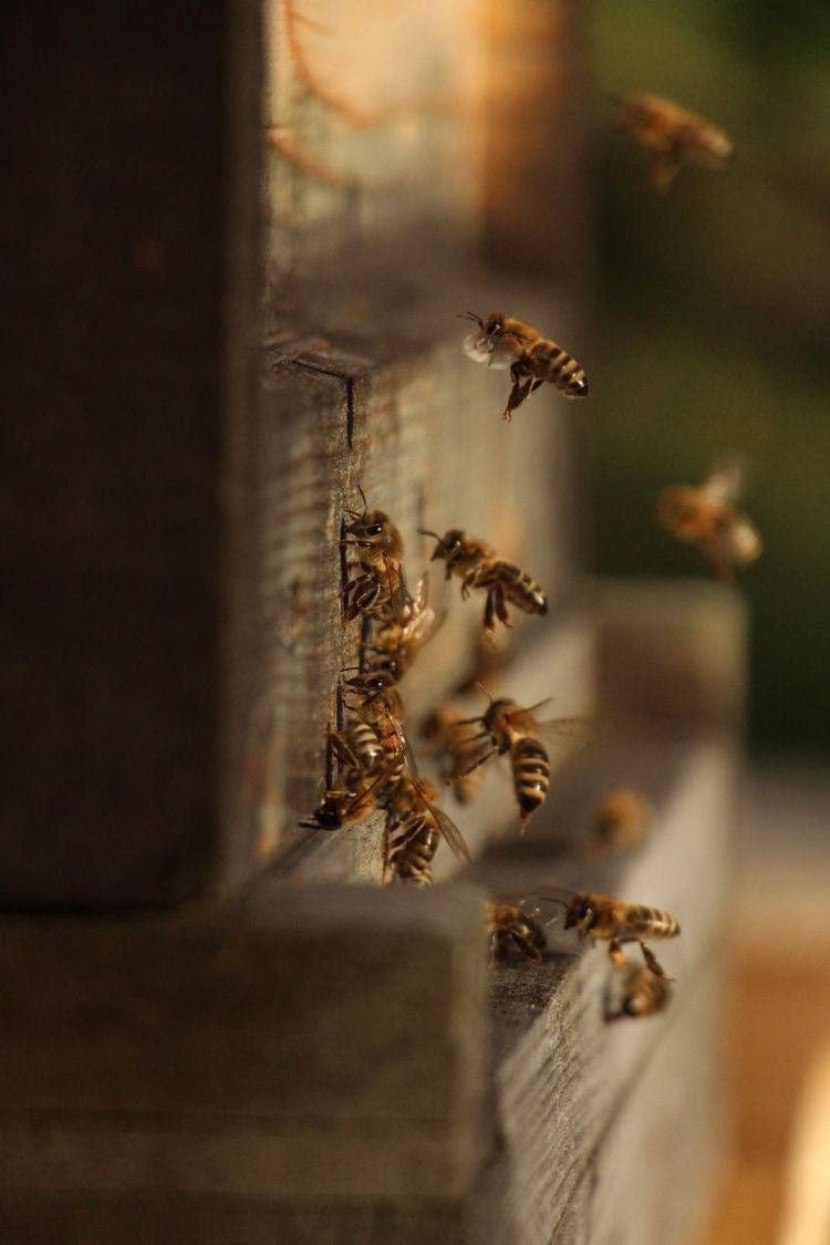 Comment protéger votre maison des nuisibles à chaque saison ?
